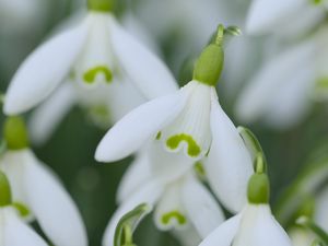 Preview wallpaper snowdrops, flowers, spring, white, green, blur