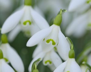 Preview wallpaper snowdrops, flowers, spring, white, green, blur