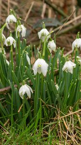 Preview wallpaper snowdrops, flowers, spring, grass