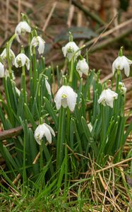 Preview wallpaper snowdrops, flowers, spring, grass