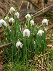 Preview wallpaper snowdrops, flowers, spring, grass