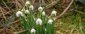 Preview wallpaper snowdrops, flowers, spring, grass