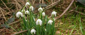 Preview wallpaper snowdrops, flowers, spring, grass