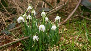 Preview wallpaper snowdrops, flowers, spring, grass