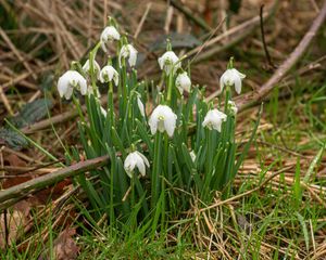 Preview wallpaper snowdrops, flowers, spring, grass