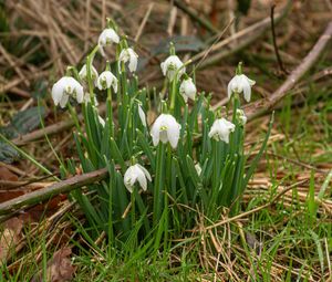 Preview wallpaper snowdrops, flowers, spring, grass