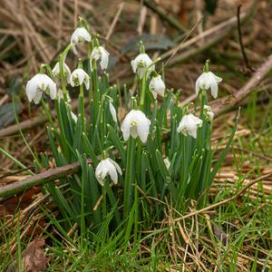 Preview wallpaper snowdrops, flowers, spring, grass