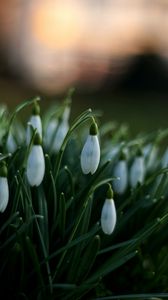 Preview wallpaper snowdrops, flowers, spring, macro