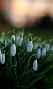 Preview wallpaper snowdrops, flowers, spring, macro