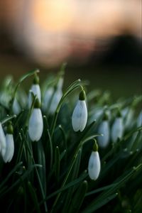 Preview wallpaper snowdrops, flowers, spring, macro