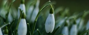 Preview wallpaper snowdrops, flowers, spring, macro