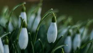 Preview wallpaper snowdrops, flowers, spring, macro