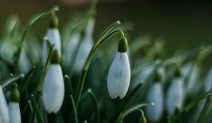 Preview wallpaper snowdrops, flowers, spring, macro