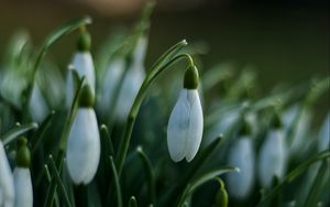 Preview wallpaper snowdrops, flowers, spring, macro