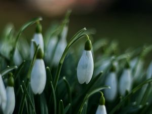 Preview wallpaper snowdrops, flowers, spring, macro