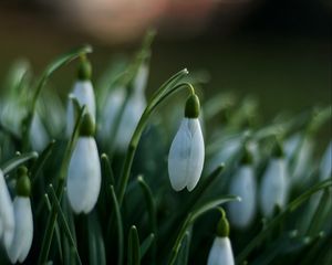 Preview wallpaper snowdrops, flowers, spring, macro