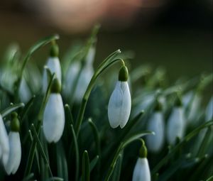 Preview wallpaper snowdrops, flowers, spring, macro