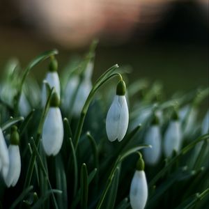 Preview wallpaper snowdrops, flowers, spring, macro