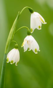 Preview wallpaper snowdrops, flowers, spring, plant, macro