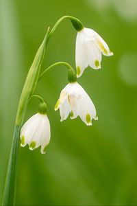 Preview wallpaper snowdrops, flowers, spring, plant, macro