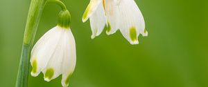 Preview wallpaper snowdrops, flowers, spring, plant, macro