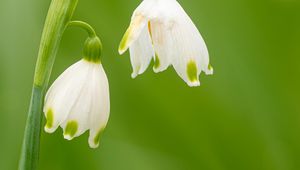 Preview wallpaper snowdrops, flowers, spring, plant, macro