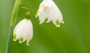 Preview wallpaper snowdrops, flowers, spring, plant, macro