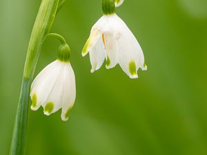 Preview wallpaper snowdrops, flowers, spring, plant, macro