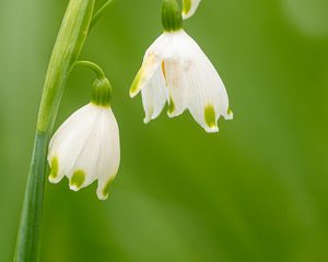 Preview wallpaper snowdrops, flowers, spring, plant, macro