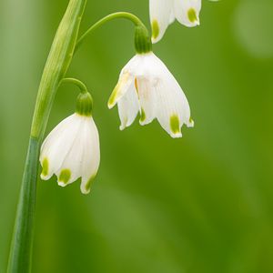 Preview wallpaper snowdrops, flowers, spring, plant, macro