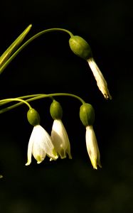 Preview wallpaper snowdrops, flowers, spring, black