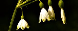 Preview wallpaper snowdrops, flowers, spring, black