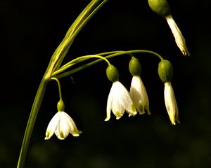 Preview wallpaper snowdrops, flowers, spring, black