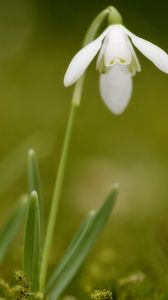 Preview wallpaper snowdrops, flowers, spring, greens