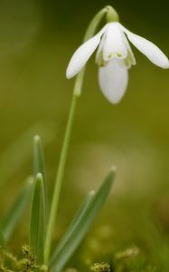 Preview wallpaper snowdrops, flowers, spring, greens