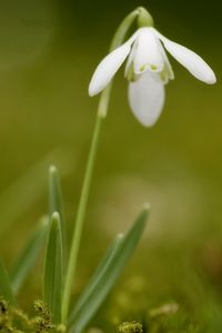 Preview wallpaper snowdrops, flowers, spring, greens