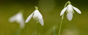 Preview wallpaper snowdrops, flowers, spring, greens
