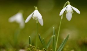 Preview wallpaper snowdrops, flowers, spring, greens