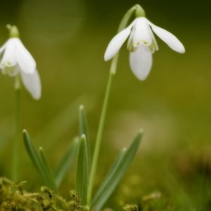 Preview wallpaper snowdrops, flowers, spring, greens