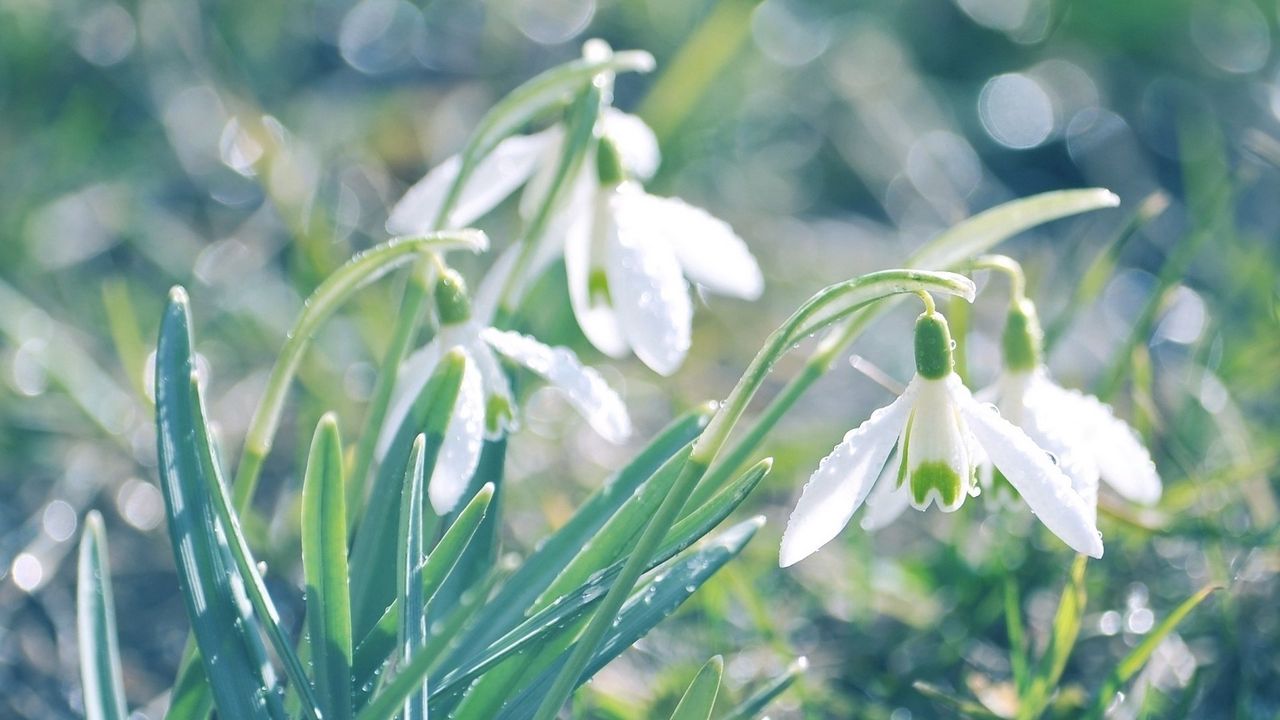 Wallpaper snowdrops, flowers, spring, drops, leaves, reflections