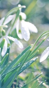 Preview wallpaper snowdrops, flowers, spring, drops, leaves, reflections