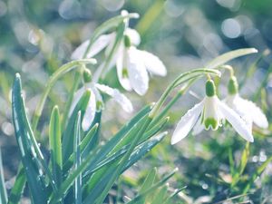 Preview wallpaper snowdrops, flowers, spring, drops, leaves, reflections