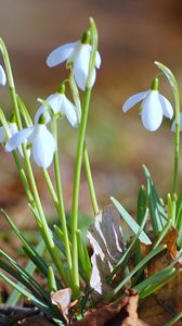 Preview wallpaper snowdrops, flowers, spring, branches, leaves, primrose