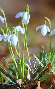 Preview wallpaper snowdrops, flowers, spring, branches, leaves, primrose