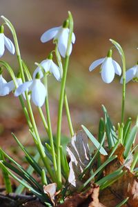 Preview wallpaper snowdrops, flowers, spring, branches, leaves, primrose