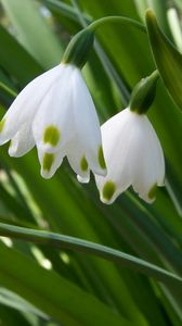 Preview wallpaper snowdrops, flowers, spring greens