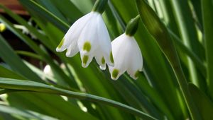 Preview wallpaper snowdrops, flowers, spring greens