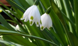 Preview wallpaper snowdrops, flowers, spring greens