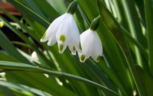 Preview wallpaper snowdrops, flowers, spring greens