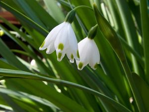 Preview wallpaper snowdrops, flowers, spring greens